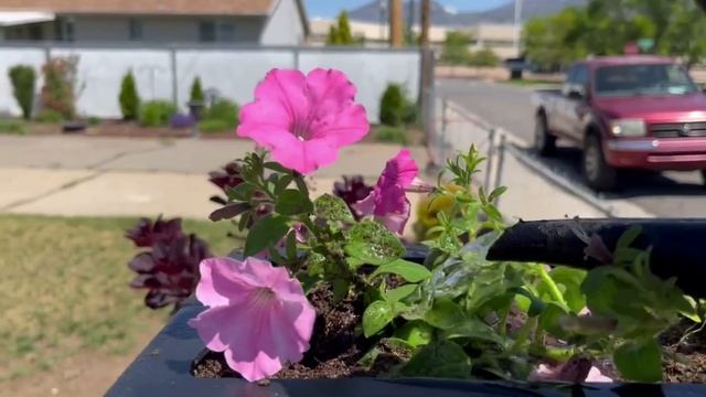 Planting my Mailbox Planters with Supertunia Vista Bubblegum and Creeping Jenny // Saving a Hosta