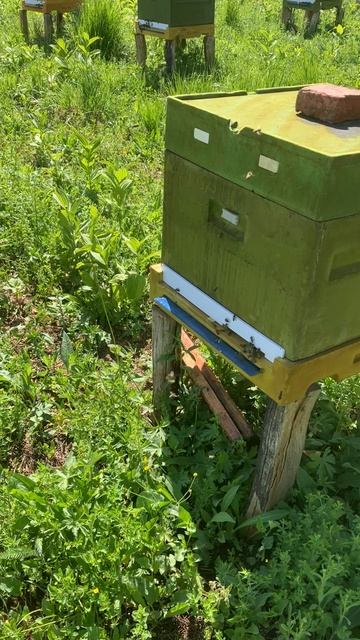 Пасека Дубровских, среднерусская пчела.
