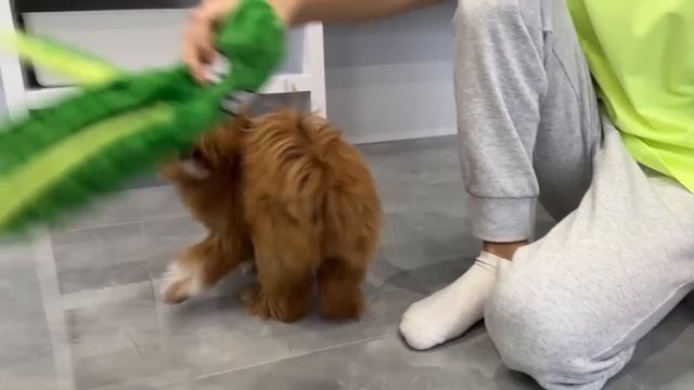 Марк показывает автомобили разных марок - Audi Bugatti Chevrolet Dodge