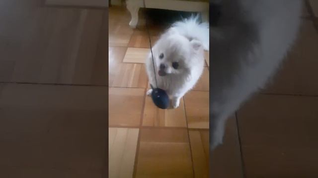 06-03-2025собака-собачка