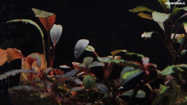 Buce Betta Tank: 3 Month Update Part 2 | Lowtech Aquarium