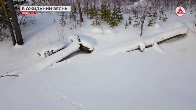 Зарисовка "Лес в ожидании весны"