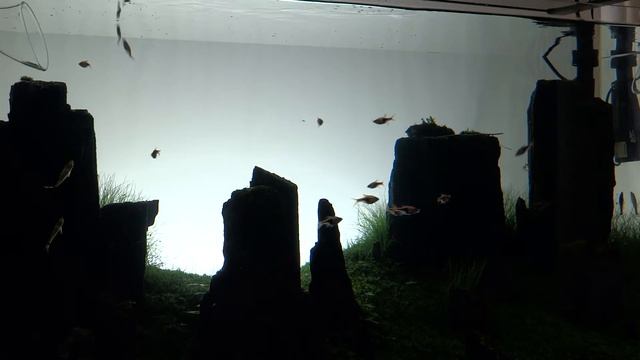 "The new era" aquarium -  Dawn