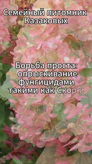 Болезни и вредители  метельчатой гортензии
