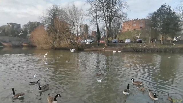 The birds of the Anker River -Tamworth, U.K 🦆🦢🕊🎶👈😃👉🎶🕊🦢🦆 Păsările Râului Anker - Tamworth, U.K