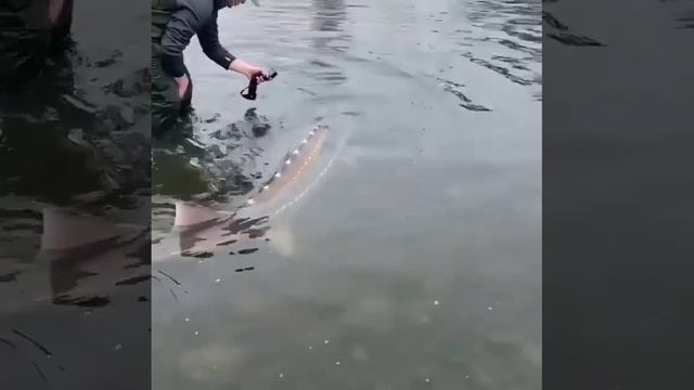 Отпустили красавчика!😎