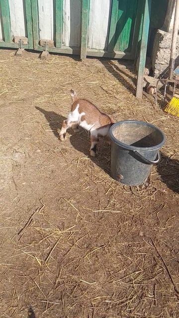 😁😀🐐