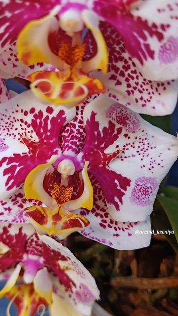 Phal. Anmio Gentleman ‘AN-6608’ 🎩 Цветение азиатской орхидеи бабочки Анмио Джентльмен 🌺
