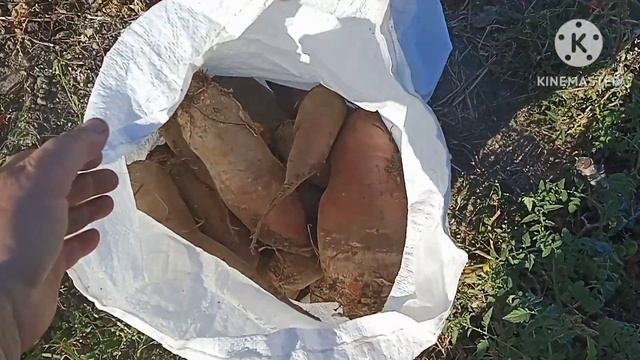 Викопали бурячки , а кабачки знову є на грядці.