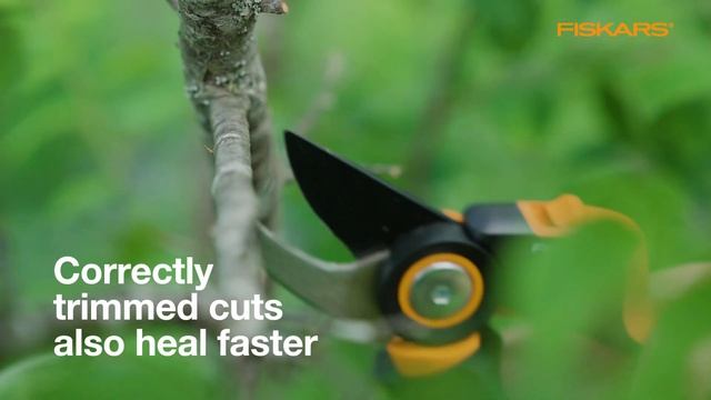 How to trim with pruners