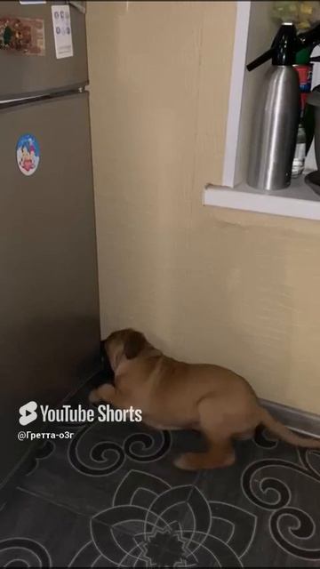 Я  всё равно победю!