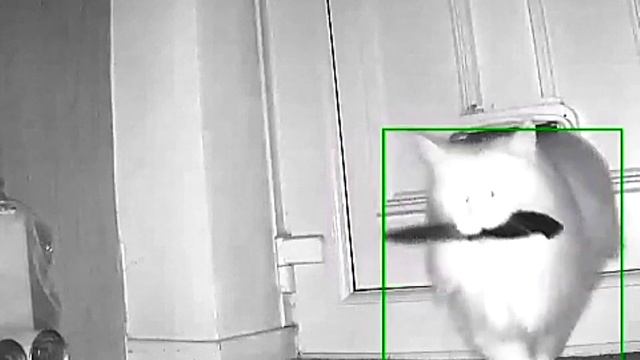 Вероятность- что вас убьет кот с ножом не равна нулю. viral killer cat