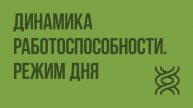 Динамика работоспособности. Режим дня. Видеоурок по биологии 8 класс
