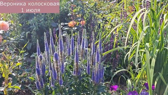 Многолетники в моем саду. Северо-Западный регион.