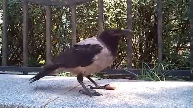 Crow feeding in Kiev
