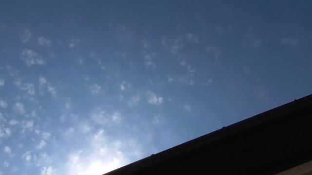 Чужой голубь полетал с моими/Alien dove flew with mine