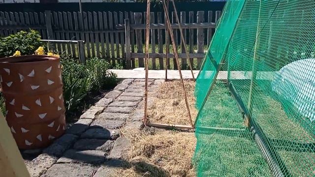 Прореживаю морковь. Сажаю огурцы в открытый грунт.
