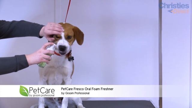 PetCare Fresco Oral Foam Freshener by Groom Professional