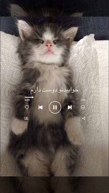 🐱🫰🏻