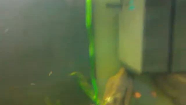 My 155 gallon tank now has some plants... well a few...