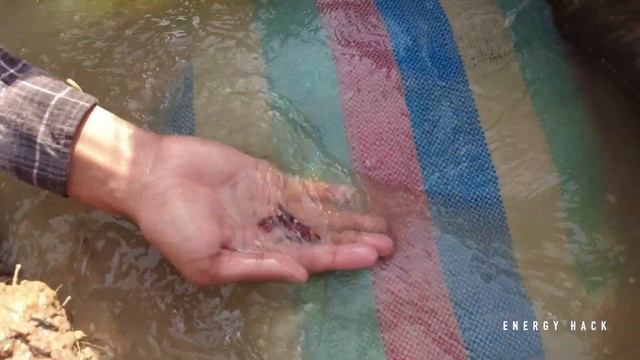 Unbelievable Betta Found From Field By Hand Catch With Amazing Giant Betta Fish From Running Water