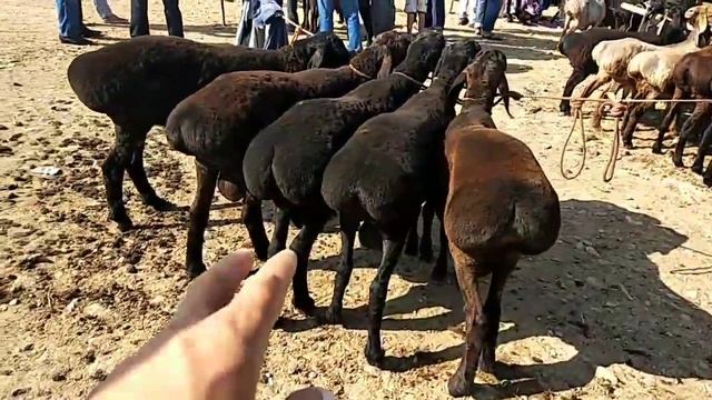 Сиз сураган Куй зотларидан Совлик кузи кучкорлардан