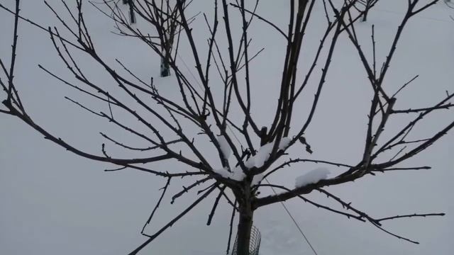 Сад черешни в феврале. 08.02.2021.