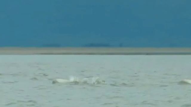 Witness Polar Bears Hunting Whales - A Wildlife Spectacle