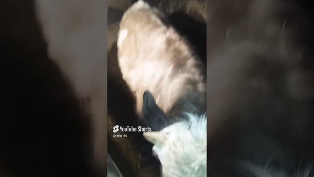 Проблема с ногами у быка