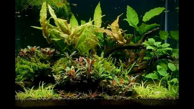 Relaxe Aquarium-JungelFieber