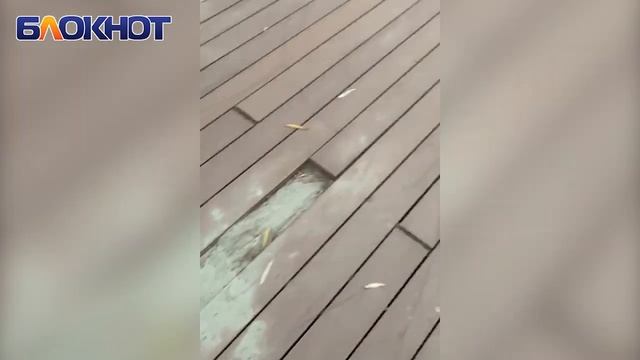 «Это позор»: во что превратилась террасная доска в сквере «Дружба»