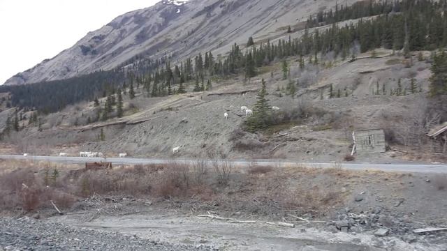 Dallsheep Kluane Yukon