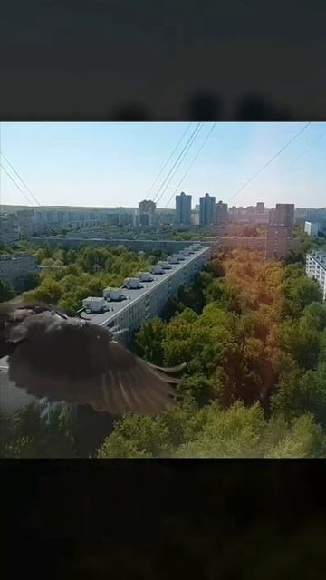 Летний день...Черный голубь парит над городом....