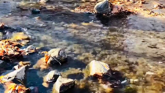 Любование потоком воды в реке. Природа России. Звуки природы. Лесной релакс.