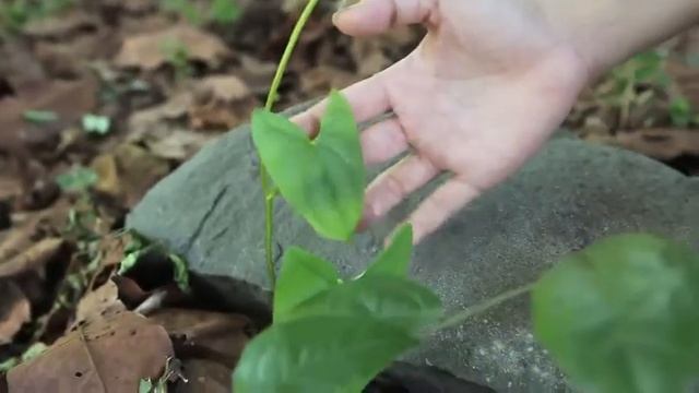 Samphors Iny's Amazing Journey: Heart-shaped Leaves