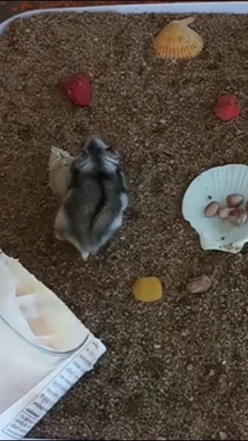 Hamster In Daily Real Life Time