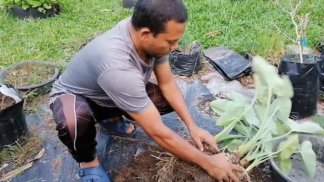 Easiest way of Taro cormel/seedling production