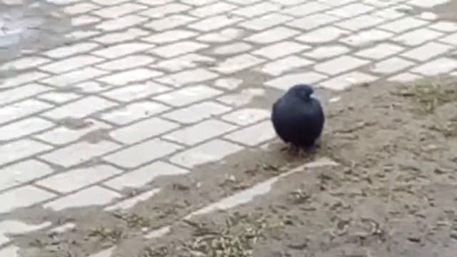 ЧЁРНЫЙ ГОЛУБЬ