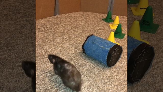 My pet rat Olive playing fetch with weaves + walking on a barrel! #shorts