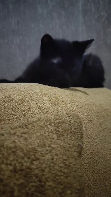 💞Как приятно с утра получать добрые новости, приветы от котиков, которые обрели дома.