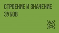 Строение и значение зубов. Видеоурок по биологии 8 класс