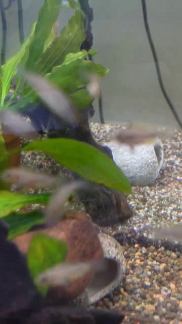 Big Fish Family #apistogramma #aquarium #fishtank