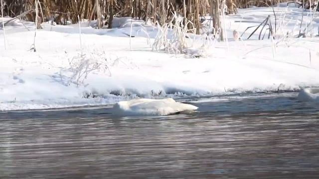 Невозможно перестать любоваться новоспасскими лебедями