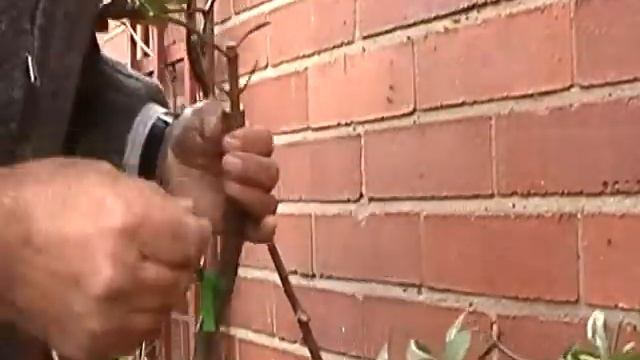 تکونی پیوند: ارد و : Triangular Graft :68: