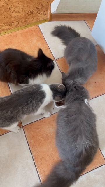 Утро кошачьей передержки