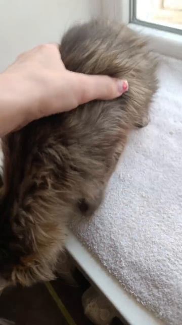 Кузя на самом деле просто котенок