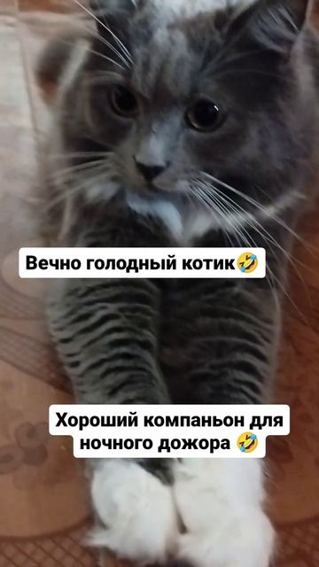 Кот Компот