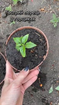 Гострий перець у горщиках #огородменіврот #anetgotyeamlet #гострийперець #розсада #огородугорщіках