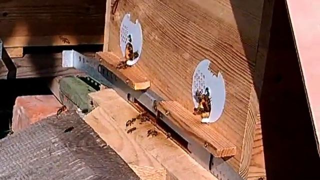 Главный взяток  Какой леток на улье и почему такой