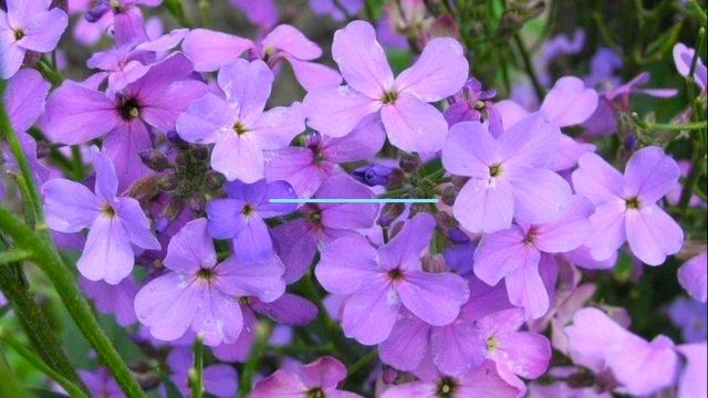 25 ЭФФЕКТНЫХ НЕПРИХОТЛИВЫХ ЦВЕТОВ ДЛЯ ПОСЕВА В МАРТЕ